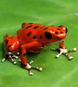 Image result for Most Poisonous Poison Dart Frog