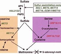 Image result for cysteine synthesis