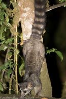 Image result for Panama Mammals