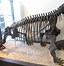 Image result for Dinosaurs Herbivor