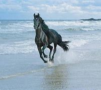 Image result for Friesian Horse Wallpaper