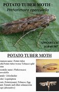 Image result for Life Cycle of Potato Tuber Moth