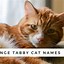 Image result for tabby cat kitten names