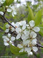 Image result for American Wild Plum Tree