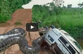 Image result for Snake Vs. Car