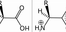 Image result for Zwitterion Amino Acid