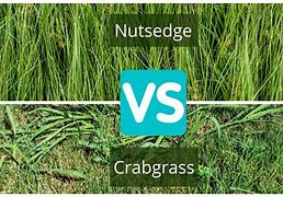 Image result for Nutsedge vs Crabgrass