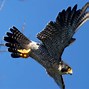 Image result for Ontario Birds of Prey