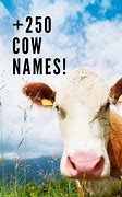 Image result for Cow Names List