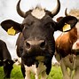 Image result for Farm Animals Toob