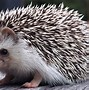 Image result for Hedgehog Living