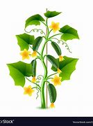 Image result for Cucumber Plant