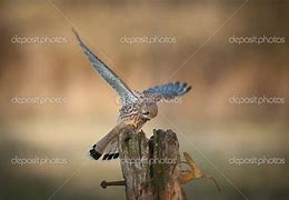 Image result for Female Kestrel Back