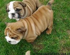 Image result for 12 Week Old English Bulldog Puppy