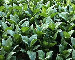 Image result for Real Leaf Tobacco