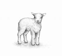 Image result for Baby Lamb Sketches