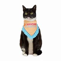 Image result for Bandana Cat Meme