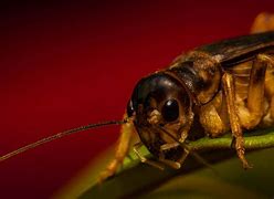 Image result for Industrial Insect Farming