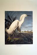 Image result for Snowy Heron