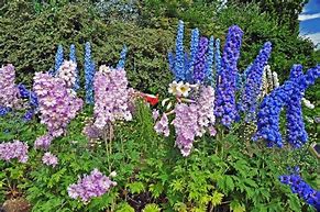 Image result for Delphinium Garden