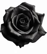 Image result for Black Rose Pic