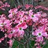 Image result for Low-Growing Cornus