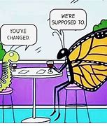 Image result for Cat Funny Butterfly