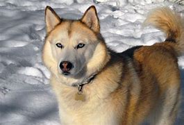 Image result for Siberian Husky