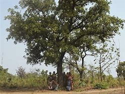 Image result for Shea Tree India