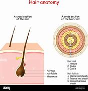 Image result for Hair Follicle Anatomy