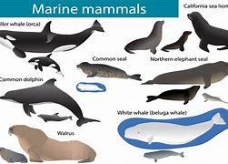 Image result for Examples of Sea Mammals