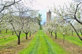 Image result for Blooming Orchards