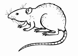 Image result for Outline Rat Trap