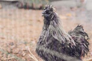 Image result for Gray Silkie Chicken