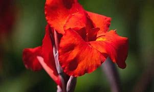 Image result for Red Leaf Canna Lily