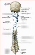 Image result for Vertebral Venous Plexus