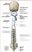 Image result for Venous Plexuses