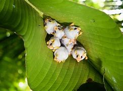 Image result for Ectophylla Alba