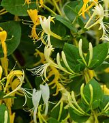 Image result for Lonicera