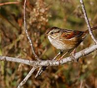 Image result for Swamp Sparrow