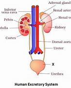 Image result for Excretory System Diagram Complex