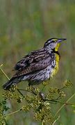 Image result for Iowa Birds