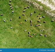 Image result for cattle herd aerial view