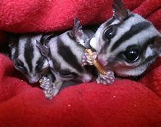 Image result for What Does Sugar Glider Eat