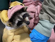 Image result for Raccoon Kits