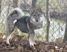 Image result for Outdoor Kennel