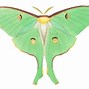 Image result for moth head art