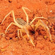 Image result for Giant Desert Spider