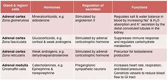 Image result for Where Are Adrenal Glands