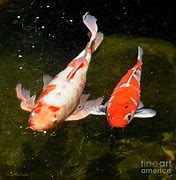 Image result for Baby Koi Fish